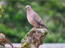 Eared Dove